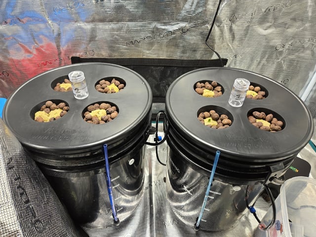 JALAPEÑO 🌶 — germination, day 16