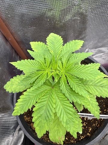 first grow in new 2x2 — vegetative, day 35