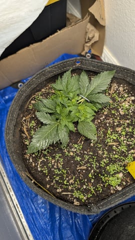 mephisto winter 2026 — flower, day 25