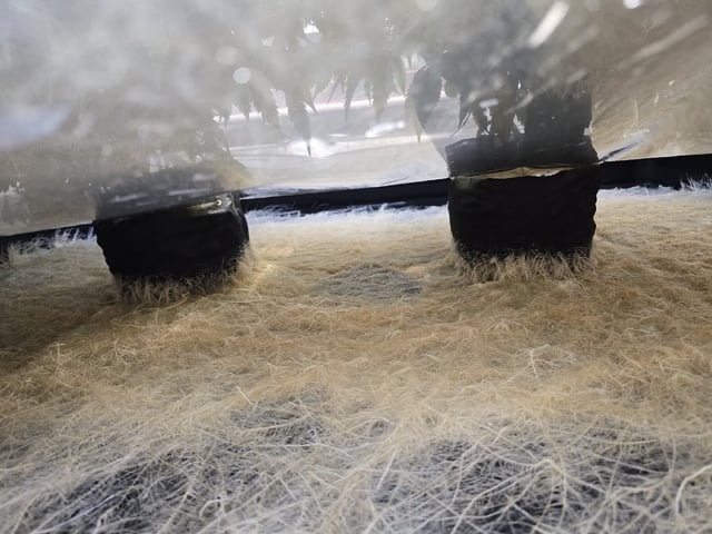 Dante's Inferno Rerun — vegetative, day 83