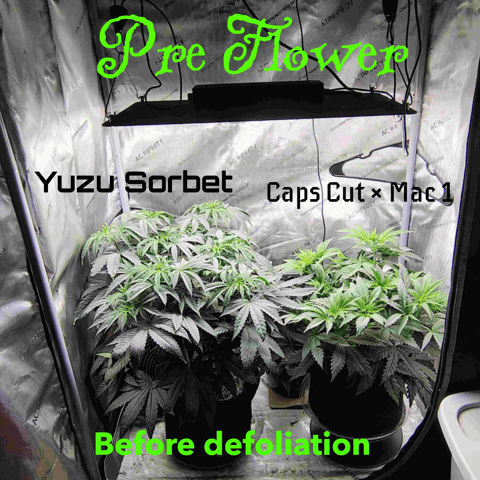 First run with Athena nutrients 3rd grow total — flower, day 49