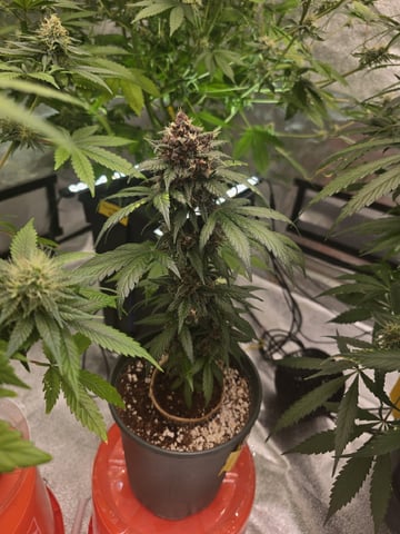 Bloody Mandarin Rainbow — vegetative, day 53