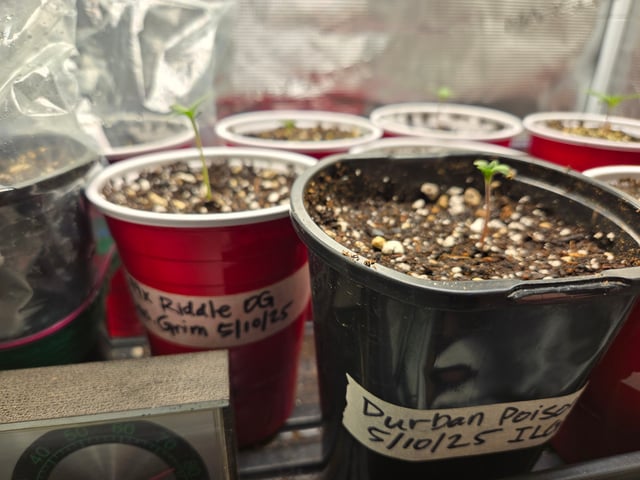 Banana Kush / Durban Poison / C99-Riddle OG — seedling_rooting, day 1