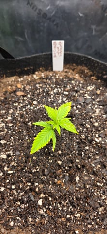 Fall '25 Indoor 2x4 — vegetative, day 21