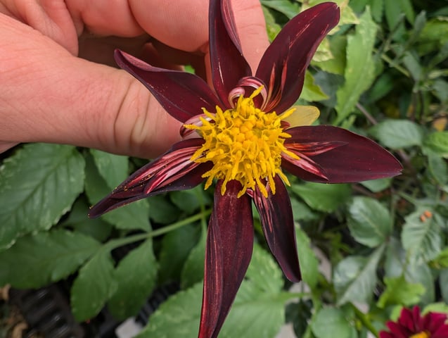 dahlia breeding — flower, day 10