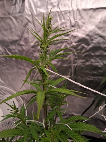 Free Seeds — flower, day 112