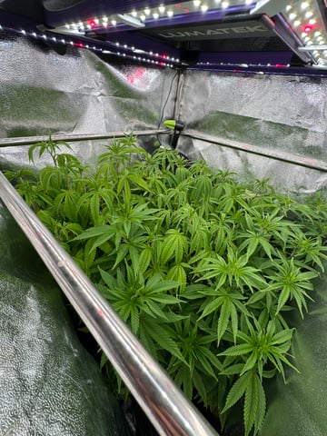 Mimosa x Orange Punch, Runtz Carlton, Gush Mints x Grape Cake Cream — vegetative, day 40