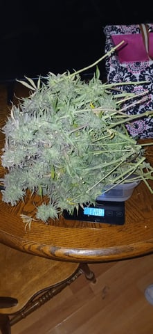 newest ggs setup grow — harvest, day 89