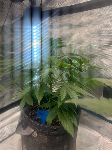  Alaska Thunderfuck — vegetative, day 24