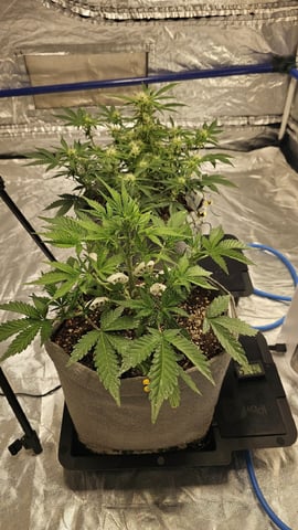 Autos For The Rest Of Winter 🔥🔥😉 — flower, day 61