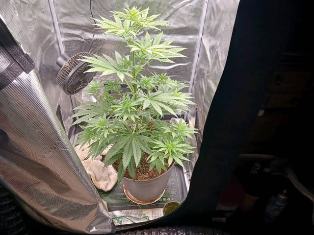 4th grow  — flower, day 164