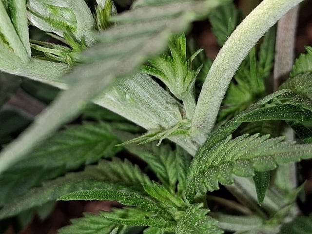 fruity pebbles, cap junky — flower, day 62