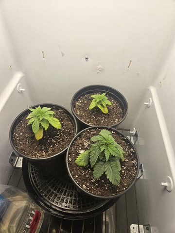 "NO CHEMA CUH" — seedling_rooting, day 22