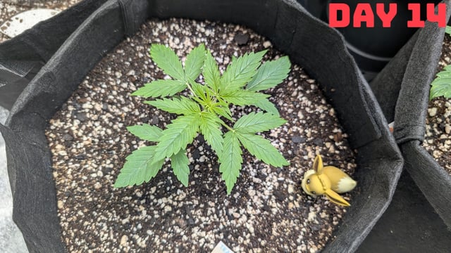 Strawberry Cheesecake Seedsman Seeds Autoflowers x2 — seedling_rooting, day 17