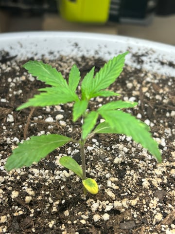 First ever grow — vegetative, day 27