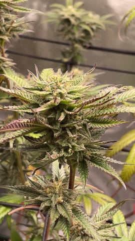 blueberry cupcake  — flower, day 106