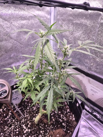 I'll get it right — flower, day 63