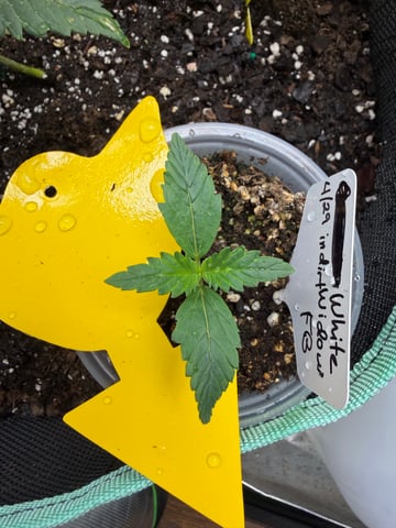 Indoor & Outdoor Grow 6 — vegetative, day 10