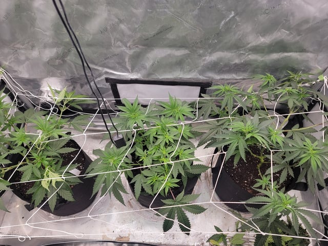 my first grow — flower, day 42