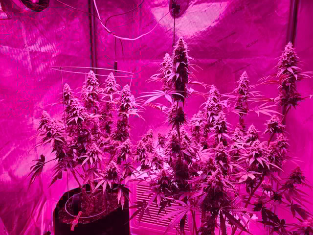 BLACKCHERRY SHERB — flower, day 75