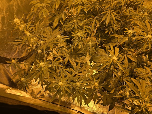 3rd Auto Grow — flower, day 64