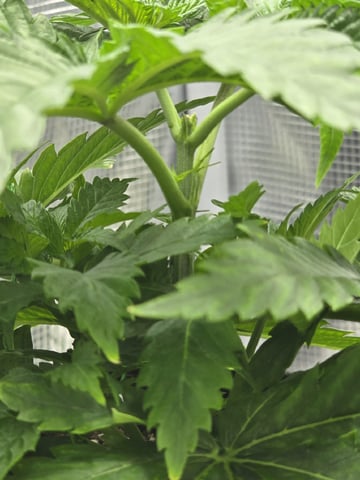 mc nuggets r1 — vegetative, day 22