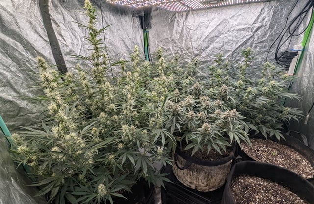 Perpetual Autoflower Mixed Grow #3 — flower, day 56