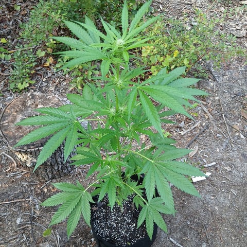 1GreenThumb — flower, day 269