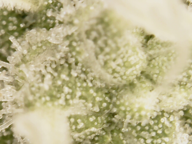 3rd run, 8 plant mom hunt - indoor top fed DTW with rockwool — flower, day 140