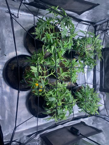 Solfire Gardens Grow — vegetative, day 49