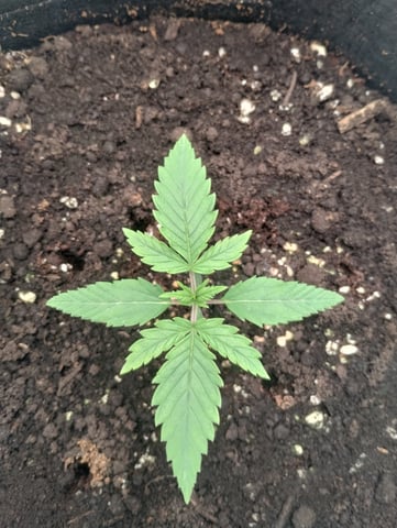 First grow — vegetative, day 13