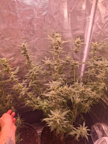 lil babies  — flower, day 54