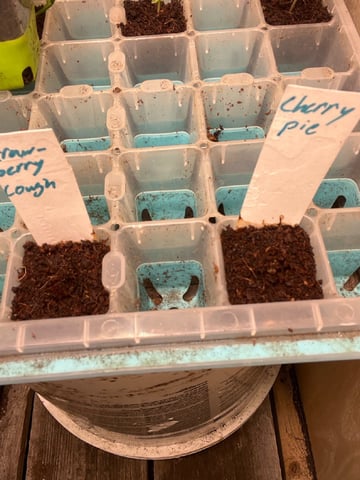  strawberry cough  — germination, day 5