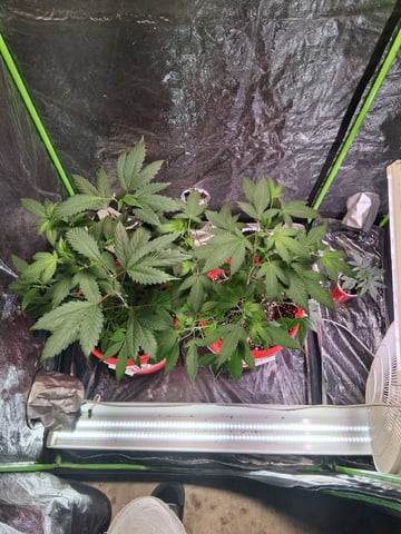 S&D  First Grow — vegetative, day 27