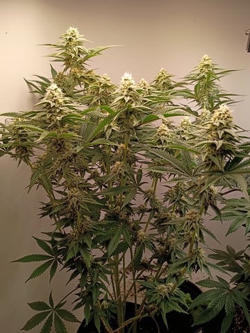 Lokie OG x Permanent Marker — flower, day 85