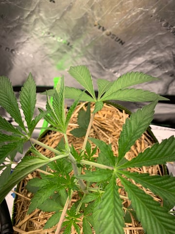 Six  — vegetative, day 33