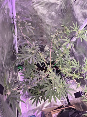 Kalini Asia Auto  — flower, day 32