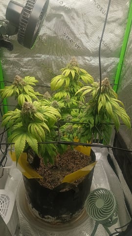 Critical Purple Kush — flower, day 137