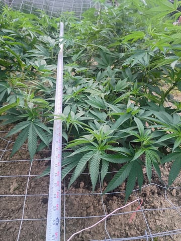 Outdoor Grow 38.52 North Latitude  — vegetative, day 1