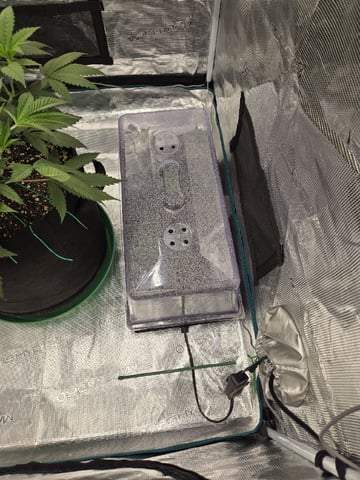  Insane OG — vegetative, day 58