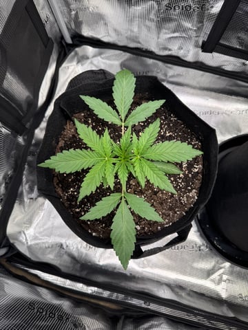 wedding cake auto FIRST GROW! — vegetative, day 20