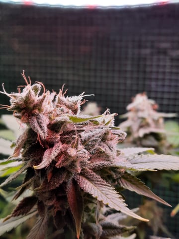 missing pieces — flower, day 122