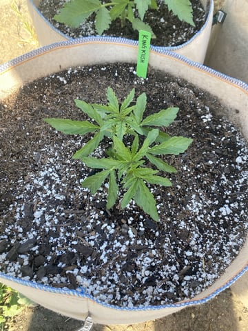 Auto Grow #2 2026
