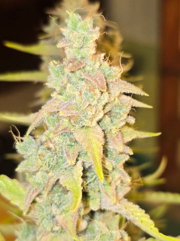 First Autoflower Indoor — flower, day 37