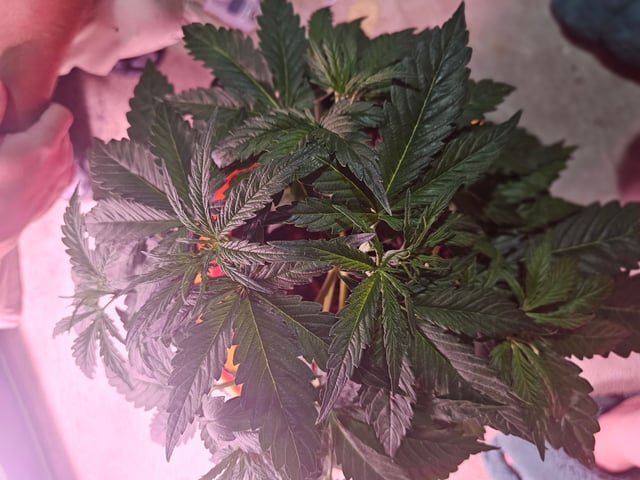 gary poppins — flower, day 40