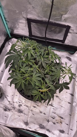 zlurricane blast — vegetative, day 41