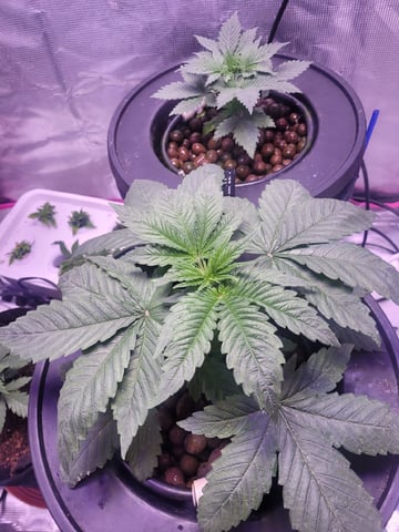 Clones And Hermie Seeds