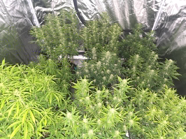 2nd Autoflower Indoor Grow — flower, day 58