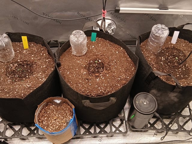 Lsd25, Dosido,GDP All Autos. — grow_setup, day 2