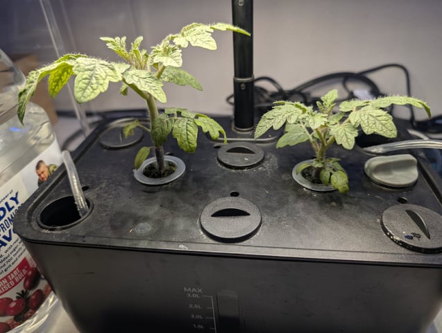 Tiny Tim Tomatoes — vegetative, day 30